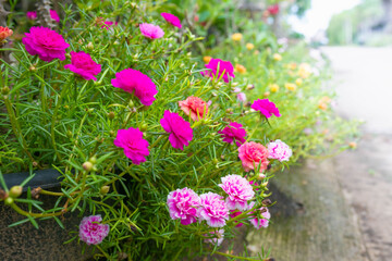 moss rose, portulaca grandiflora, japanese rose, sun plant.
