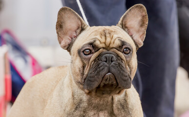 Dog Breed French Bulldog With Expressive Look Looks Camera