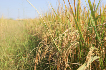 Gold rice field. Mature paddy rice in Thailand.