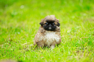 Pekingese puppy in the grass