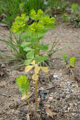 Sun Spurge (Euphorbia helioscopia)