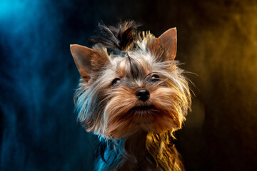 Little Yorkshire terrier dog is posing. Cute playful doggy or pet isolated on neon colored background in smoke cloud. Concept of motion, movement, pets love. Looks happy, delighted, funny.
