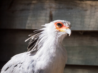 Close-up of a secretary bird or Sagittarius serpentarius
