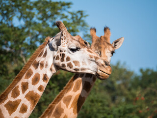 Close-up of two giraffes from the neck up