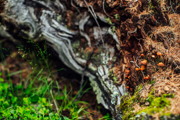 Beautiful small mushrooms with orange caps on old mossy log closeup. Scenic nature background with group of orange small mushrooms on log covered with mosses and lichens. Fungi colony on log with moss
