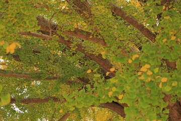 大銀杏の枝ぶり