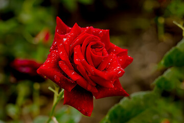 Beautiful red rose in the garden after rain with water drops on petals