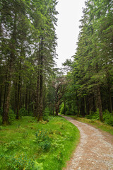 Fototapeta na wymiar Winding gravel road through cloudy green forest illuminated by sunbeams through dark scenery