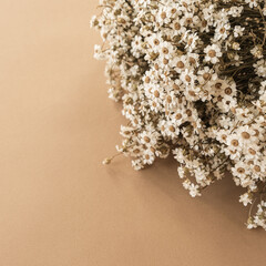 Beautiful small chamomile daisy flowers bouquet on pastel beige peachy background. Valentine's Day, Mother's Day holidays celebration composition.
