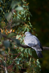 Wood pigeon perched in a eucalyptus tree, UK