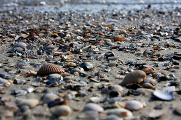 Muscheln im Sand, Insel Fohr, UNESCO-Weltkulturerbe Wattenmeer, Deutschland, Europa  --  
Shells in the sand, Fohr Island, UNESCO World Heritage Site Wattenmeer, Germany, Europe