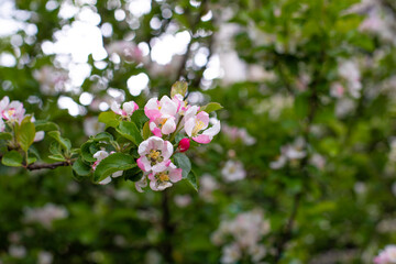 Spring time, flowers with delicate pink petals. Apple blossom in spring, background
