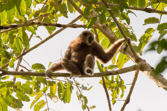 gibbon cute monkey holding and hanging on tree