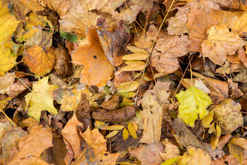 dog feces of nasty poop on yellow colorful autumn leaves fallen from the trees of the park,...