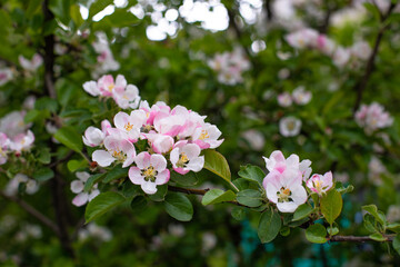 Obraz premium Apple blossom close-up, spring flowering orchard. Delicate pink white flower and apple tree bud blossom, natural fresh background backdrop design