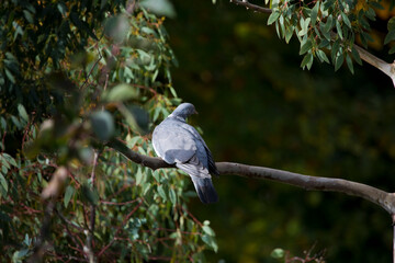 Wood pigeon perched in a eucalyptus tree