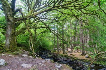 River in the forest. Green summer woodland and creek