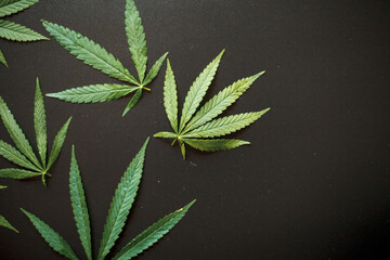 Hemp or cannabis leaf on black background. Top view, flat lay. Template or mock up. Cannabis leaves on beautiful dark background with copy space