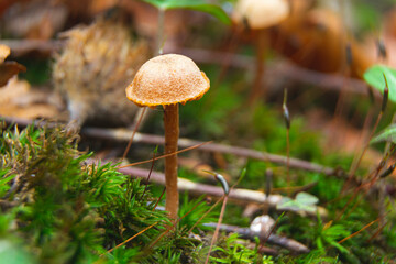 Tiny mushroom in autumn forest. Close up photo