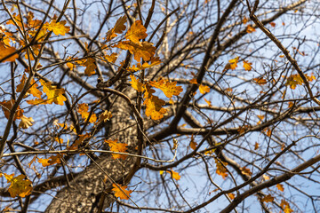 Group of bright yellow and orange carved oak leaves is on a blue sky background in a park in autumn