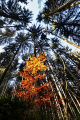 View into the treetops of a spruce forest in autumn. In the foreground is a young beech.