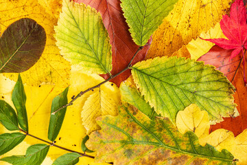 Fototapeta premium Montage of Autumn Fall Leaves in England