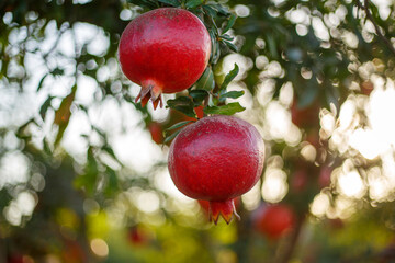 Pomegranate garden. Jewish New Year. Rosh Hashana concept