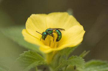 abeja verde sobre flor amarilla
