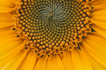 Sonnenblume makro