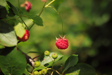 ripe raspberry berry on a branch of a shrub close-up on a background of green leaves in the garden in summer	
