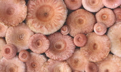 mushroom background, coral milk cap, top view.