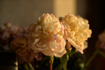 Pink wilted peony flowers illuminated by lateral sunset light