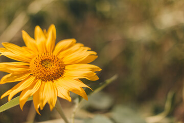 kleines Sonnenblume