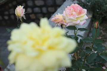 TWO FLOWERS BEATING EACH OTHER WITH THEIR BEAUTIES......