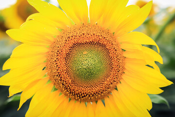 Naklejka premium yellow beautiful sunflower flower close up