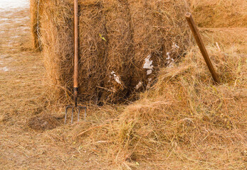 Pitchfork stands near the haystack. Hay making tools.