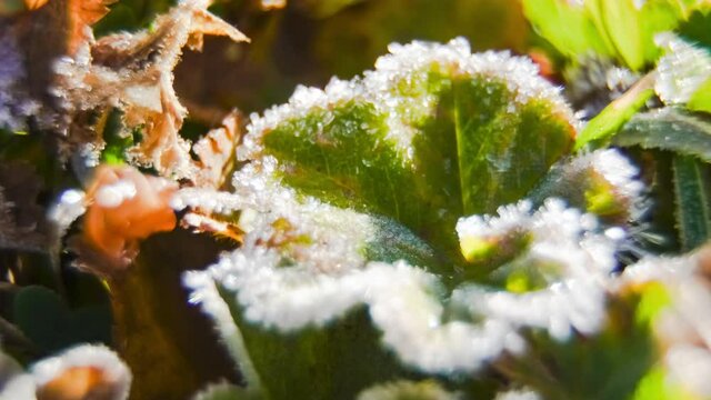 Close up macro timelapse of frost growing on a leaf
