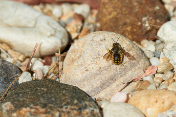 Große Wollbiene oder Garten-Wollbiene (Anthidium manicatum) 