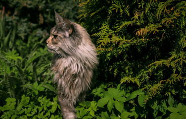 Naklejka na ściany i meble portrait of a Maine Coon cat in close-up on a background of green summer plants