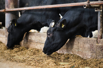 Cows in a farm. Dairy cows in a farm