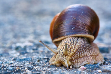 snail with a brown shell crawls on the asphalt. general plan