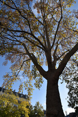 Grand platane en automne