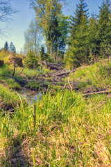 Waldlichtung im Sommer, Hochformat