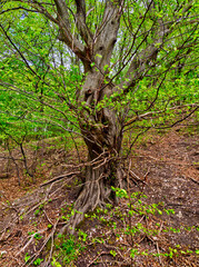 Vertical photography of an old tree in the forest.