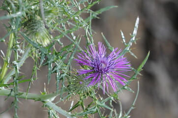 a purple Galactites tomentosus moench 