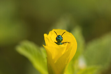 insecto asomándose en flor amarilla
