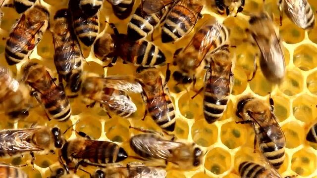 Harmonious work of team of bees to create a honeycomb.
For deposition of queen eggs, placement of bees pollen and nectar bees build honeycomb.