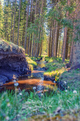 Bachlauf in einen Moorgebiet mitten im Wald. Hochformat