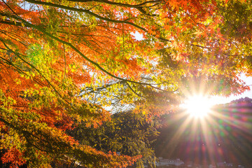 Obraz premium Colorful Autumn in Mount Fuji, Japan - Lake Kawaguchiko is one of the best places in Japan to enjoy Mount Fuji scenery of maple leaves changing color giving image of those leaves framing Mount Fuji.