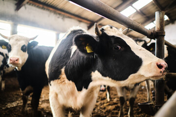 Obraz na płótnie Canvas Cows in a farm. Dairy cows in a farm